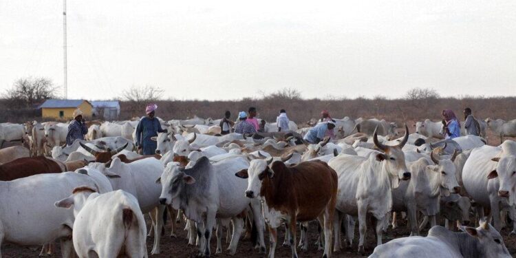 Kenya: 11 people, including eight policemen, killed by cattle rustlers in the north