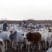 Kenya: 11 people, including eight policemen, killed by cattle rustlers in the north Kenya: 11 people, including eight policemen, killed by cattle rustlers in the north