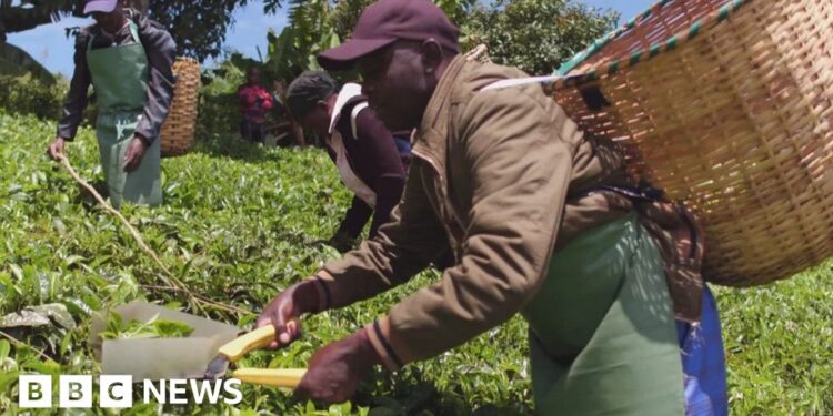 Scottish firm ordered to halt legal action in Kenyan tea pickers case – BBC