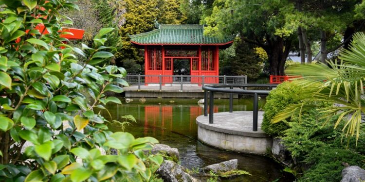 A glimpse of traditional Chinese Osmanthus garden in New Zealand-Xinhua A glimpse of traditional Chinese Osmanthus garden in New Zealand-Xinhua