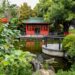 A glimpse of traditional Chinese Osmanthus garden in New Zealand-Xinhua A glimpse of traditional Chinese Osmanthus garden in New Zealand-Xinhua
