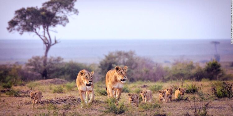 Kenya moves to CDC’s ‘low’ risk category for Covid-19 Kenya moves to CDC’s ‘low’ risk category for Covid-19