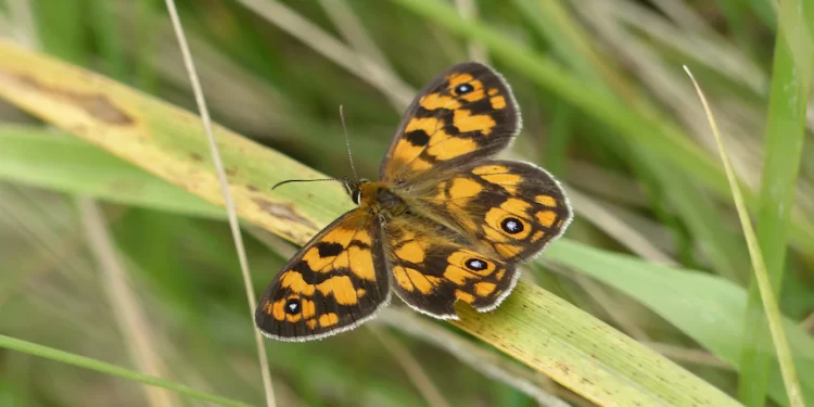Butterfly spotter’s guide for south-eastern Australia as spring carnival begins
