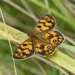 Butterfly spotter’s guide for south-eastern Australia as spring carnival begins