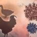 Bird flu endangers penguin colony in South Africa: Media Bird flu endangers penguin colony in South Africa: Media