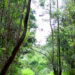 Gachagua’s remarks on forest farming attract fierce criticism » Capital News Gachagua’s remarks on forest farming attract fierce criticism » Capital News