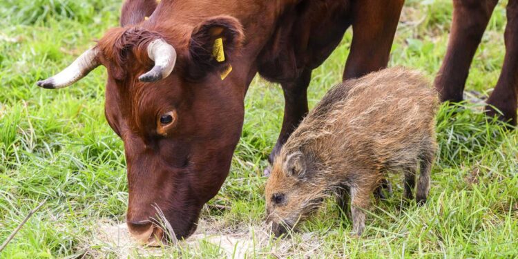 Herd the news? Wild boar piglet adopted by cows in Germany Herd the news? Wild boar piglet adopted by cows in Germany