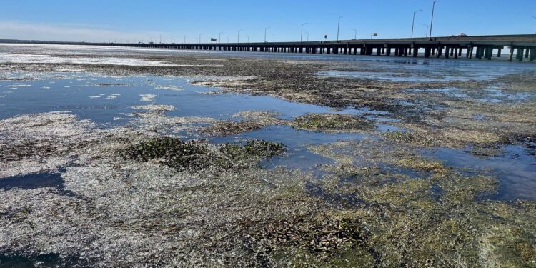 Hurricane Ian impacts Alabama: ‘Coastal setup’ sucks water out of Mobile Bay Hurricane Ian impacts Alabama: ‘Coastal setup’ sucks water out of Mobile Bay