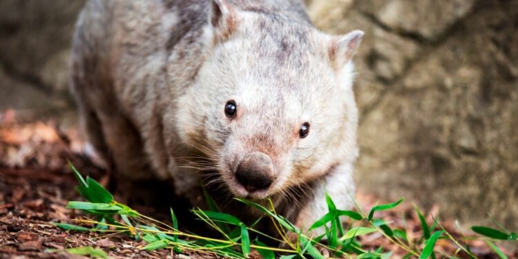 Risk to Australian wildlife increases amid renewed flood threat – Sky News Australia