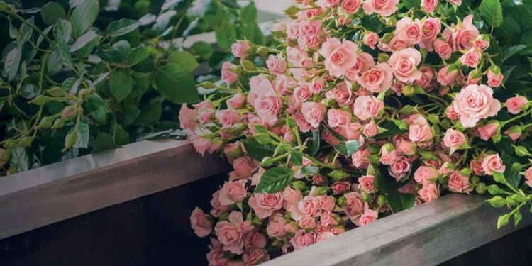 From Kenya to the world- flowers by ocean From Kenya to the world- flowers by ocean