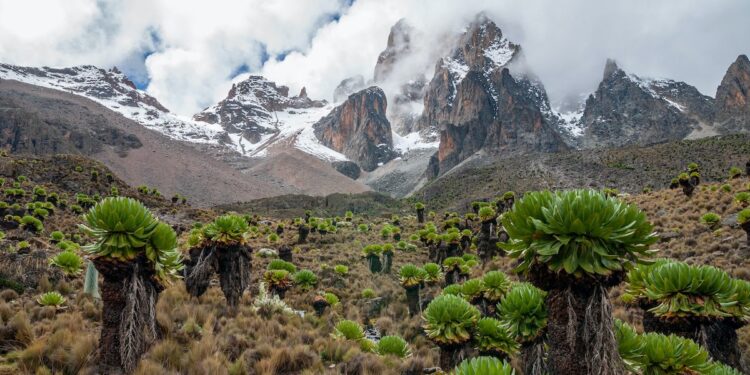 These Two Critically Endangered Species Are Making A Historic Return To Mount Kenya Reserve These Two Critically Endangered Species Are Making A Historic Return To Mount Kenya Reserve