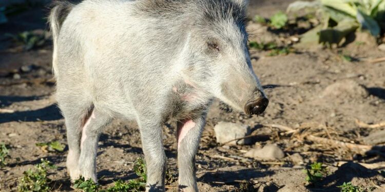 Feral pigs overrun New Zealand capital: ‘It’s a murder scene’