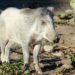 Feral pigs overrun New Zealand capital: ‘It’s a murder scene’