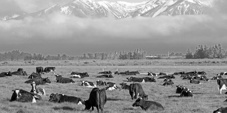 New Zealand proposes taxing cow burps, angering farmers New Zealand proposes taxing cow burps, angering farmers