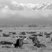 New Zealand proposes taxing cow burps, angering farmers