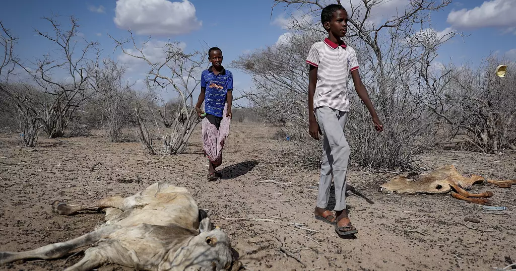 Kenyan pastoralists hit by drought call on govt to come to their rescue Kenyan pastoralists hit by drought call on govt to come to their rescue