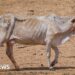 Cattle rustlers kill at least 11 people during ambush in Kenya – BBC Cattle rustlers kill at least 11 people during ambush in Kenya – BBC