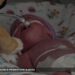 Saving Ukraine's Premature Babies – nhk.or.jp Saving Ukraine's Premature Babies – nhk.or.jp