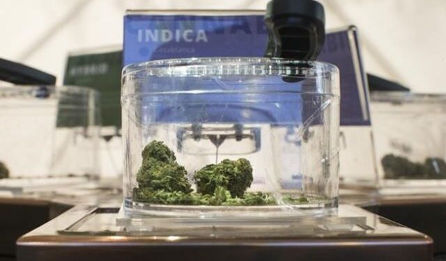 Uber Eats to process cannabis deliveries in Toronto through new Leafly partnership – Canada News Uber Eats to process cannabis deliveries in Toronto through new Leafly partnership – Canada News