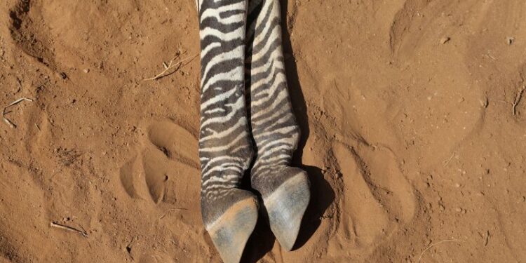 Kenya’s drought wipes out 2% of the world’s rarest zebras Kenya’s drought wipes out 2% of the world’s rarest zebras