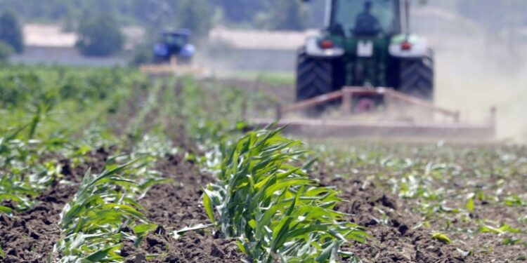 Why GMO’s are not the silver bullet for Kenya’s Agriculture » Capital News Why GMO’s are not the silver bullet for Kenya’s Agriculture » Capital News