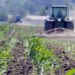 Why GMO’s are not the silver bullet for Kenya’s Agriculture » Capital News Why GMO’s are not the silver bullet for Kenya’s Agriculture » Capital News