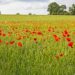UK’s ‘Countryside COP’ returns ahead of COP27 in Egypt UK’s ‘Countryside COP’ returns ahead of COP27 in Egypt