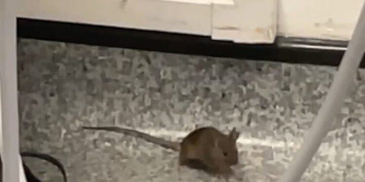 Pregnant woman sees mouse in Croydon hospital where she will give birth in weeks – South London News Pregnant woman sees mouse in Croydon hospital where she will give birth in weeks – South London News