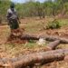 Leaders call for fencing off of forests – Kenya News Agency