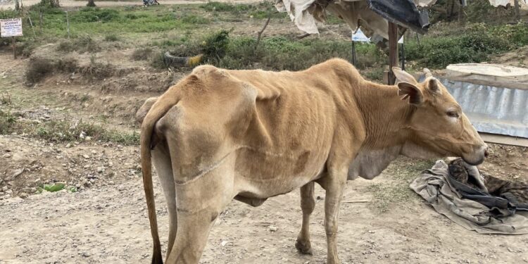 Kenya approaches famine status as drought intensifies