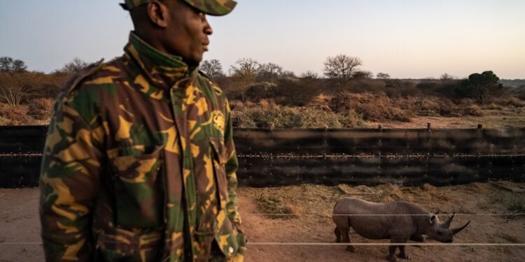 South Africa’s endangered black rhinos moved to Mozambique for safety South Africa’s endangered black rhinos moved to Mozambique for safety