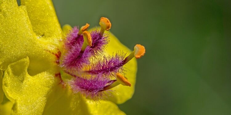 Research Untangles Evolutionary History of Mullein Species from China and Kenya