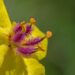 Research Untangles Evolutionary History of Mullein Species from China and Kenya Research Untangles Evolutionary History of Mullein Species from China and Kenya