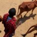 Maasai herders in Kenya struggle to sell starving cattle during the worst drought in 40 years Maasai herders in Kenya struggle to sell starving cattle during the worst drought in 40 years