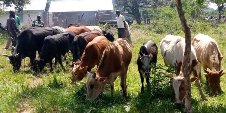 ‘Work closely with police to reduce cattle rustling,’ county boss says – Kenya News Agency