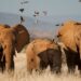Five jumbos stray from Maasai Mara, injure one person – Kenya News Agency Five jumbos stray from Maasai Mara, injure one person – Kenya News Agency