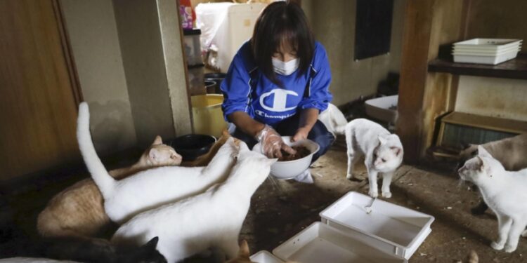 170 cats abandoned in house in eastern Japan after owner falls ill 170 cats abandoned in house in eastern Japan after owner falls ill