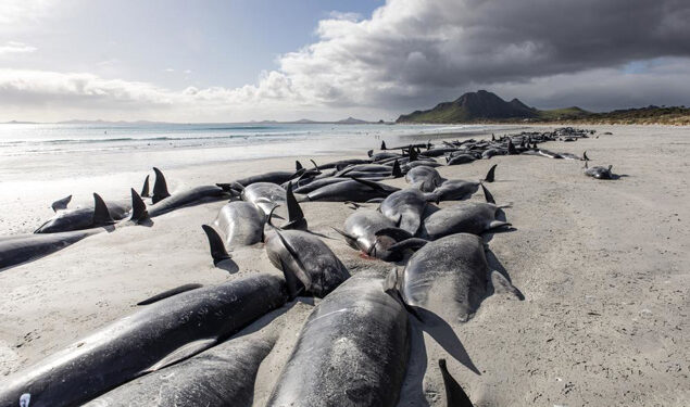 477 whales die in ‘heartbreaking’ New Zealand strandings 477 whales die in ‘heartbreaking’ New Zealand strandings