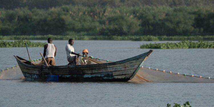 Disaster strikes fish farming in Kenya