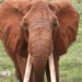 Kenya's famous matriarch elephant dies – BBC Kenya's famous matriarch elephant dies – BBC