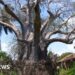 Kenya bans 'biopiracy' export of notorious baobabs – BBC Kenya bans 'biopiracy' export of notorious baobabs – BBC