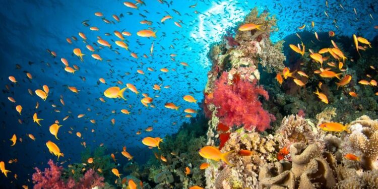 Egypt’s tolerance to climate change saves ‘coral worldwide’ | Nature | News Egypt’s tolerance to climate change saves ‘coral worldwide’ | Nature | News