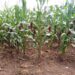 Farmers decry importation of GMO maize – Kenya News Agency