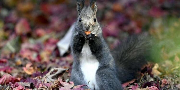 Preparations for winter – The Japan News