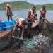 Victory Farms donates tilapia fingerlings to small-scale producers Victory Farms donates tilapia fingerlings to small-scale producers
