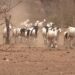NDMA, KRCS urged to initiate water conservation in Ijara – Kenya News Agency NDMA, KRCS urged to initiate water conservation in Ijara – Kenya News Agency