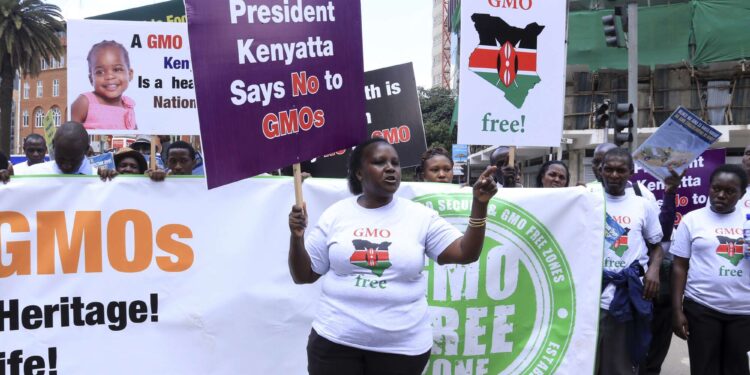 Region abandons pro-GMO arena as Kenya awaits first seed import Region abandons pro-GMO arena as Kenya awaits first seed import