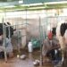 Nairobi moves to lift barriers on Ugandan milk, poultry products Nairobi moves to lift barriers on Ugandan milk, poultry products