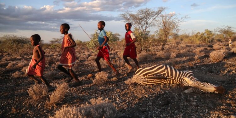 Kenya Drought Kills Hundreds of Wild Animals Kenya Drought Kills Hundreds of Wild Animals