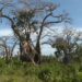 Kenya’s baobab trees face new threats Kenya’s baobab trees face new threats